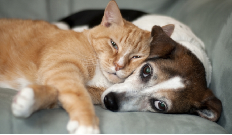 Gadgets voor dieren